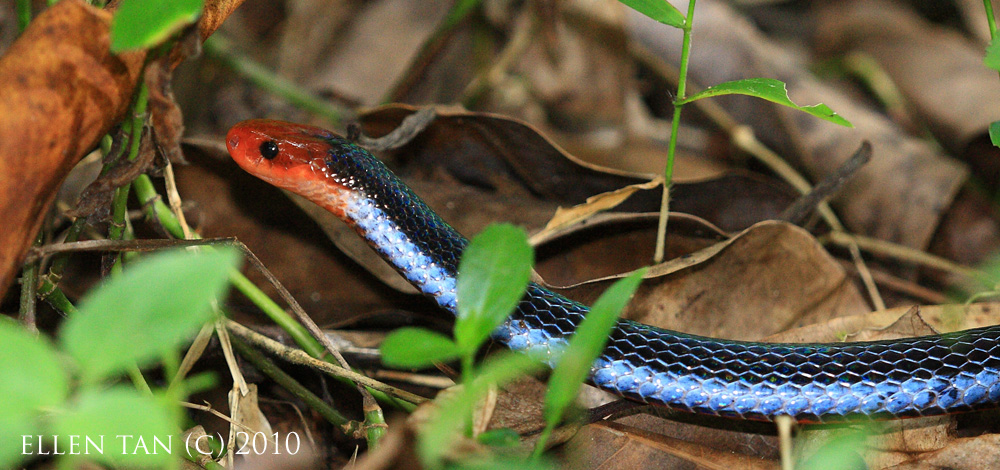 Malayan Long-glanded Coral Snake