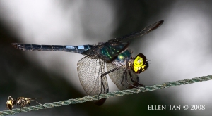 Cratilla metallica dragonfly raw