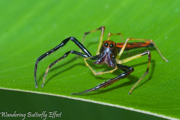 The most photogenic spider in the natural world