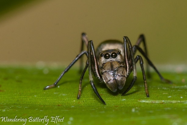 Ant Mimic spider3